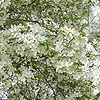 Malus baccata - Ornamental Crab Apple