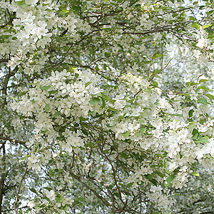 Malus baccata (Ornamental Crab Apple)