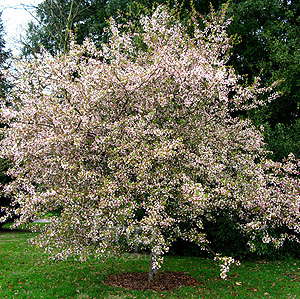 Malus hupehensis