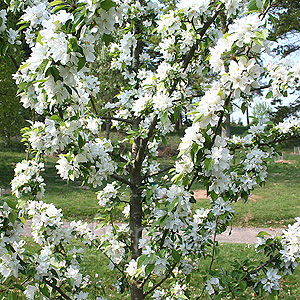 Malus - 'John Downie' (Crab Apple, Malus)