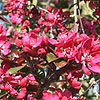 Malus X purpurea - Lemoinei - Purple Crab Apple