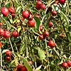 Malus x gloriosa - Oekonomierat Echtermeyer - Weeping Crab Apple