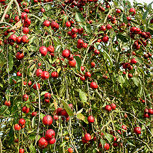 Malus x gloriosa - 'Oekonomierat Echtermeyer' (Weeping Crab Apple)