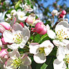 Malus x zumi - Professor Spienger - Flowering Crab, Malus