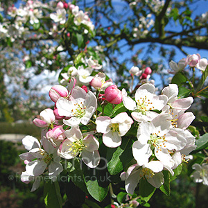 Malus x zumi - 'Professor Spienger' (Flowering Crab, Malus)