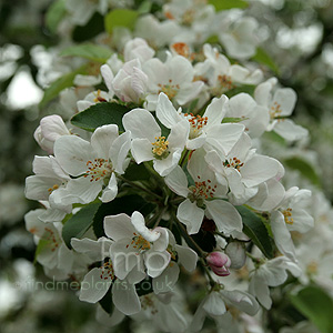 Malus robusta - 'Red Sentinel' (Crab Apple, Malus)