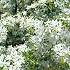 Malus transitaria - click for full details