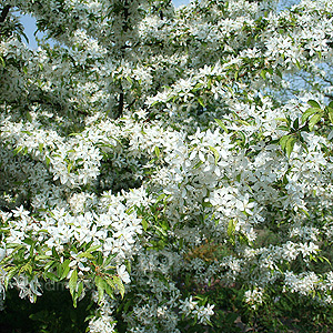Malus transitaria