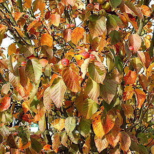 Malus tschonoskii (Pillar Apple, Malus)