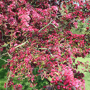 Malus Wisley (Crab Apple)