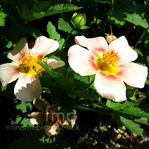 Malvastrum lateritium (False Mallow)