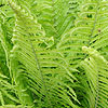 Matteuccia struthiopteris - Ostrich Plume Fern