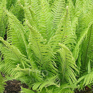 Matteuccia struthiopteris (Ostrich Plume Fern)