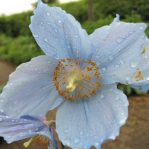 Meconopsis betonicifolia (Blue Poppy)