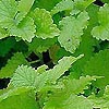 Melissa officinalis - Lemon Balm