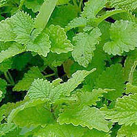 Melissa officinalis (Lemon Balm)