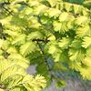 Metasequoia glyptostroboides - Goldrush