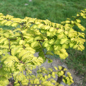 Metasequoia glyptostroboides - 'Goldrush'