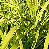 Milium effusum - Aureum - Bowles Golden grass