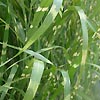 Miscanthus sinensis - Zebrinus - Chinese Silver Grass, Miscanthus