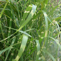 Miscanthus sinensis - 'Zebrinus' (Chinese Silver Grass, Miscanthus)