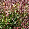 Miscanthus sinensis - China - Miscanthus