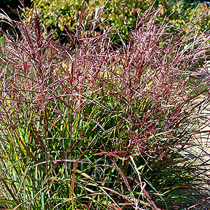 Miscanthus sinensis - 'China' (Miscanthus)