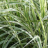 Miscanthus sinensis - Dixieland - Miscanthus