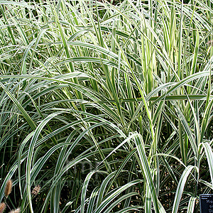 Miscanthus sinensis - 'Dixieland' (Miscanthus)