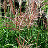 Miscanthus sinensis - Malepartus - Miscanthus