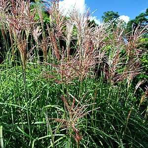 Miscanthus sinensis - 'Malepartus' (Miscanthus)