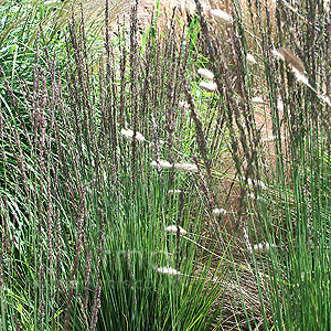 Molinia caerulea - 'Moorhexe'