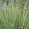 Molinia caerulea - click for full details