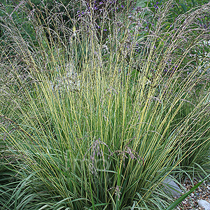 Molinia caerulea - 'Variegata'