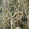 Morus alba - Pendula - Weeping Mulberry