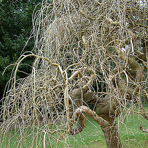 Morus alba - 'Pendula' (Weeping Mulberry)