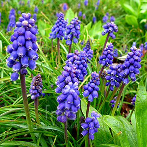 Muscari - 'Early Giant'