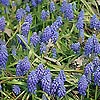 Muscari hyacinthoides