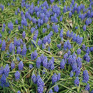 Muscari hyacinthoides