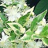 Myrtus communis - Variegata