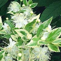 Myrtus communis - 'Variegata'