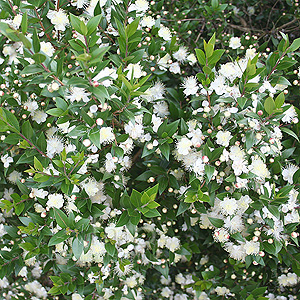 Myrtus communis (Myrtle, Myrtus)