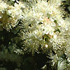 Myrtus lechleriana