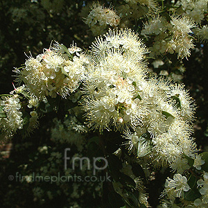 Myrtus lechleriana