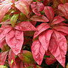 Nandina domestica - Fire Power - Dwarf secred bamboo