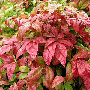 Nandina domestica - 'Fire Power' (Dwarf Secred Bamboo)