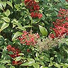 Nandina domestica - Richmond - Sacred Bamboo