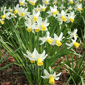 Narcissus - 'Jack Snipe' (Daffodil)