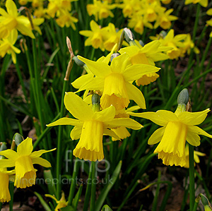 Narcissus - 'Tete A Tete' (Dwarf Narcissus)