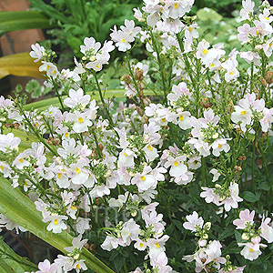 Nemesia Wisley Vanilla (Nemesia)